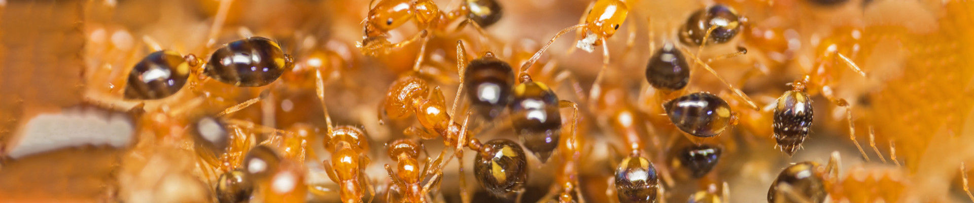 North Port Fire Ant Control Experts | Local Fire Ant Exterminator