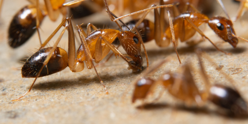 Battling the Ghost Ant Invasion in Sarasota County, Florida