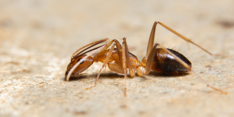 Battling Ghost Ant Infestations in Sarasota County, Florida: F2 Exterminators to the Rescue