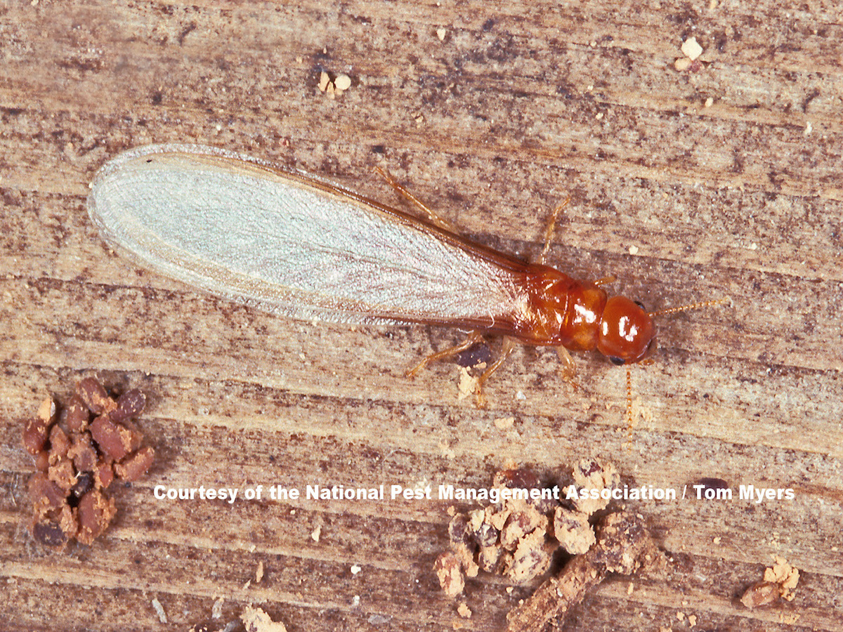 Identifying and Addressing Drywood Termite Infestations in Southwest Florida