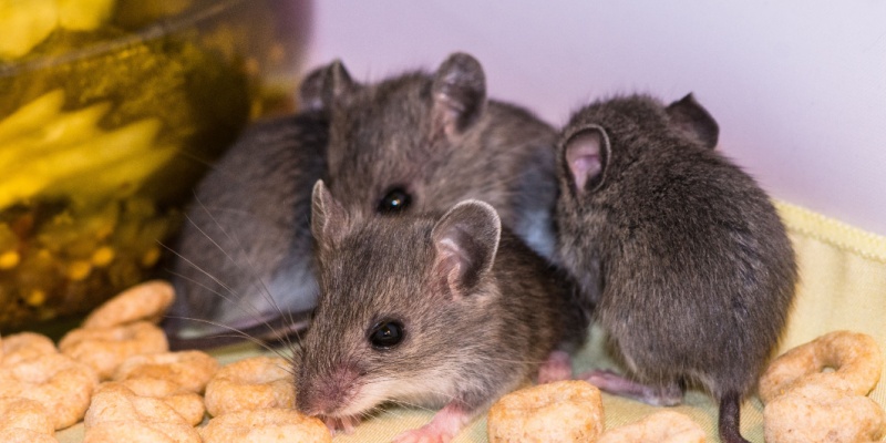 How Do I Know if I Have Mice in My Home?