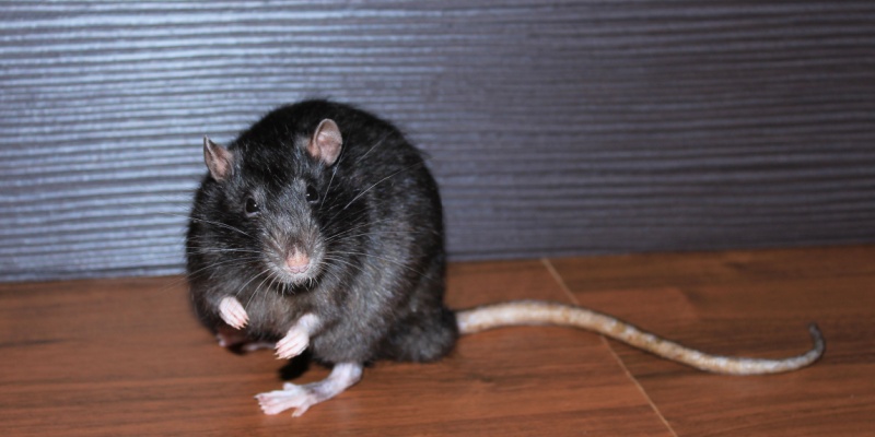 Protect Your Sarasota County Home from Mice and Rats