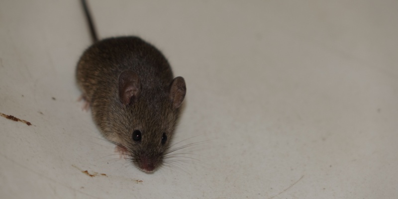 DIY Rodent Prevention: Simple Steps to Protect Your North Port Home