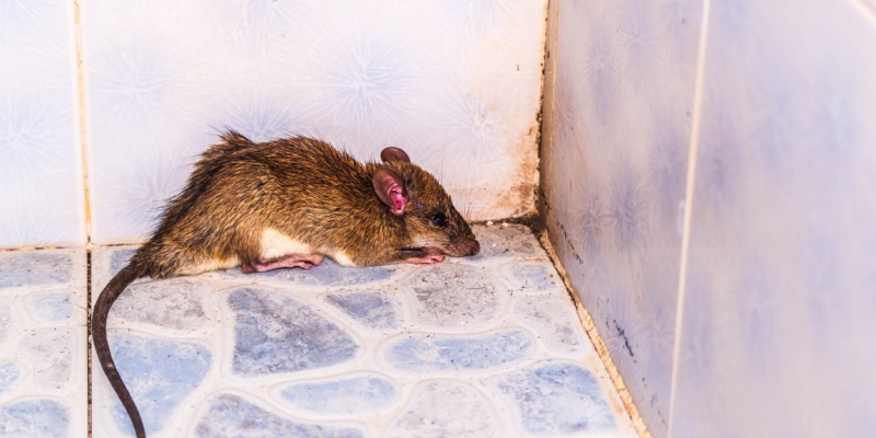 Professional Rodent Control in North Port: Why It’s Worth the Investment