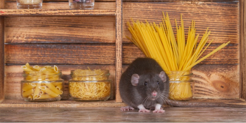 The Dangers of Rat Infestations: Health Risks and Property Damage