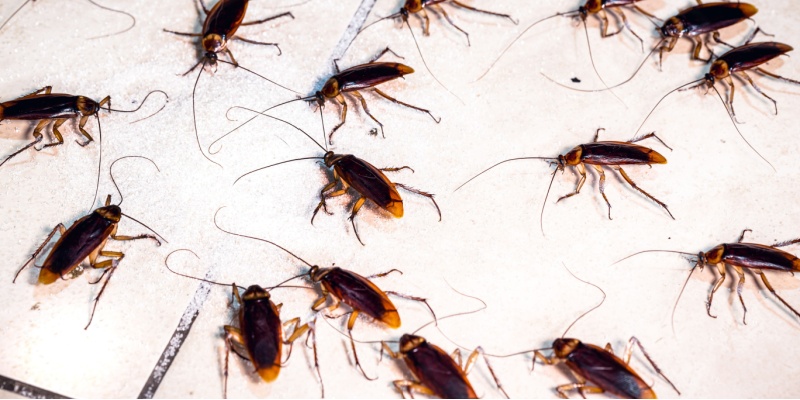 5 Signs You Have a Cockroach Problem and What to Do Next