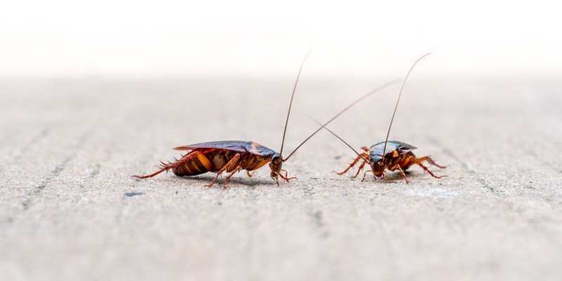 Professional vs. DIY Cockroach Control: What’s Best for North Port Residents