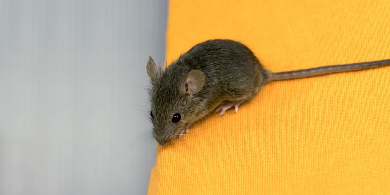 North Port’s Top Choice for Mouse Control and Prevention