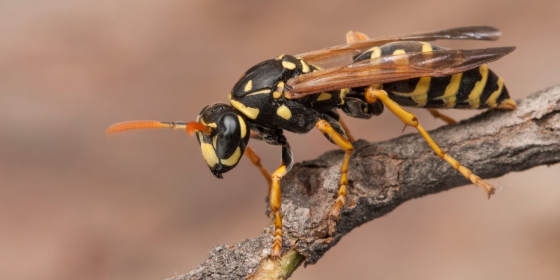 The Most Common Stinging Insects in North Port, FL-and How to Keep Them Away