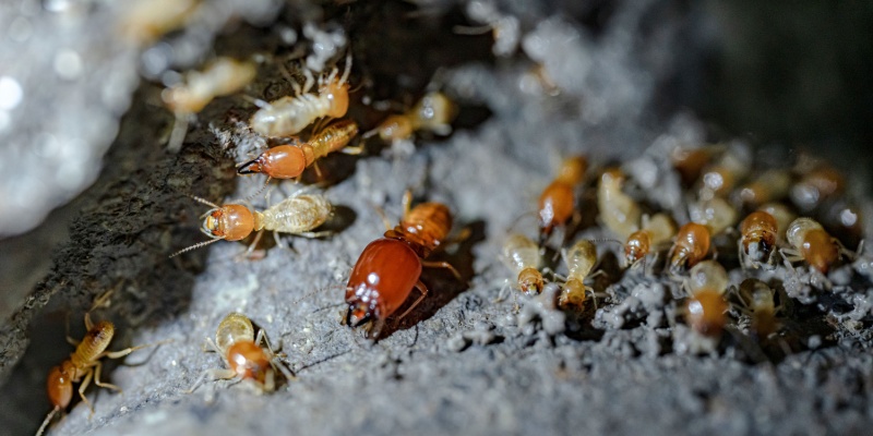 How Florida’s Humid Climate Fuels Termite Activity-And What You Can Do About It
