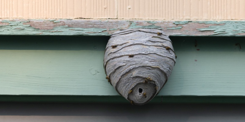 When to Call a Professional for a Wasp or Hornet Nest Removal in North Port