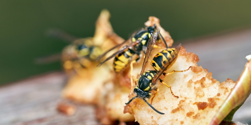 How to Protect Your Family from Aggressive Wasps This Summer in North Port