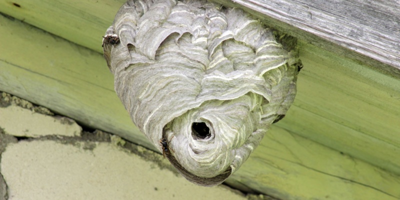 Are Stinging Insects Nesting in Your Home’s Eaves, Soffits, or Shed?